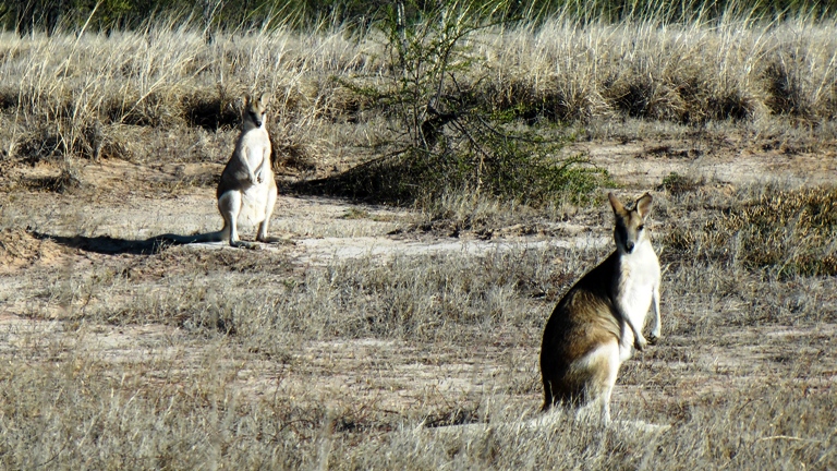 Wallabys bei Burketown